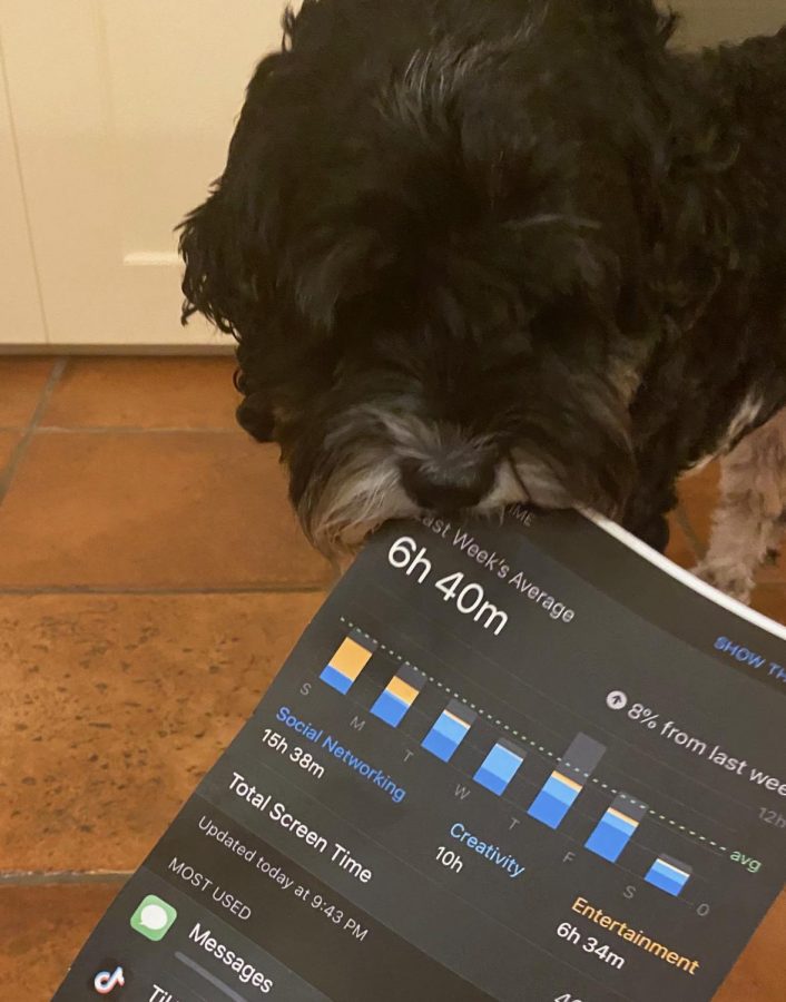 My dog ate my screen time. (Photo/Katie Jain '21)