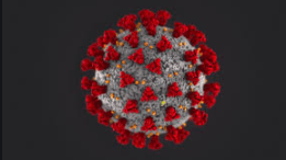 The COVID-19 Virus (Photo/Center for Disease Control)